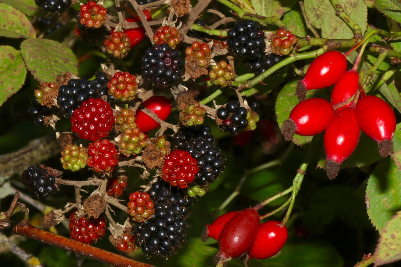 Organic Berry Extract