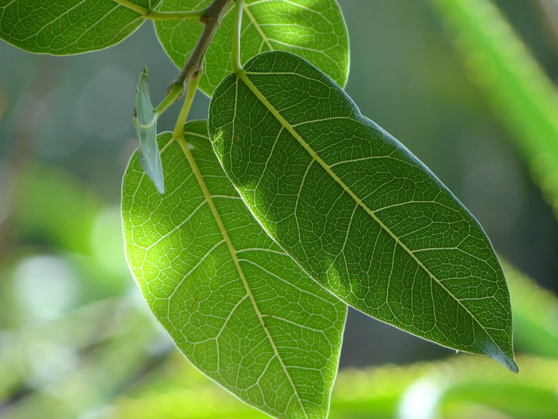 L-Methylfolate